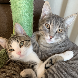 Miao! Oggi in Italia è la Giornata nazionale del gatto