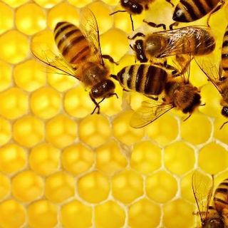 Coldiretti Novara-Vco: sos api, perso il 25% della produzione