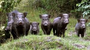 Fauna selvatica, Coldiretti: “Importante l'attenzione del Consiglio Regionale sul problema del contenimento”