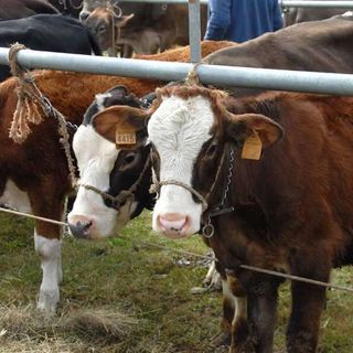 Confagricoltura: &quot;La Regione convochi con urgenza il tavolo del latte&quot;