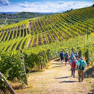 CNA Piemonte: il settore vitivinicolo non è un cartello di produttori di veleni