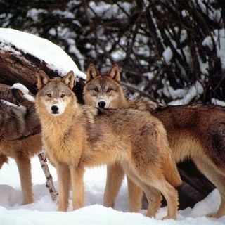 Coldiretti Piemonte sull'emergenza lupi: &quot;Bene l'apertura di un tavolo di tutte le regioni alpine&quot;