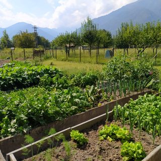 È tempo di vendemmia e raccolta per l'agricoltura ossolana