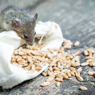 Derattizzazioni di ogni tipo Derattizzazioni di ogni tipo