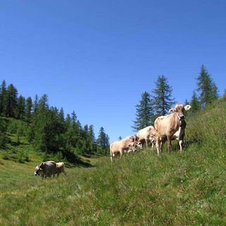 Prolungato di 10 giorni il pascolamento in quota