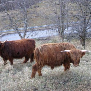 Un lupo attacca e uccide un animale in pieno giorno sotto gli occhi dell'allevatrice