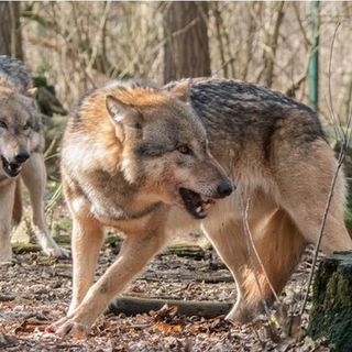 Valsesia e Ossola unite per limitare le predazioni dei lupi