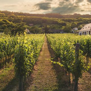 Il vino sfida i confini: l’innovazione tra IA, blockchain e spazio