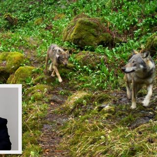 ''Bisogna arrivare al più presto ai piani di contenimento del lupo''