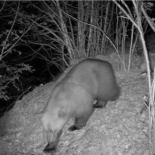 Nuovo avvistamento di un orso in Valle Vigezzo, fototrappola lo immortala a Finero