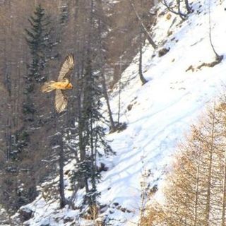 Cresce anche in Svizzera il numero di gipeti