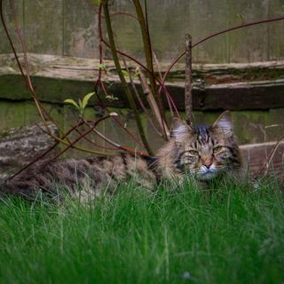 Passeggiate, Gioco e Libertà: Come le Attività all’Aperto Migliorano la Vita di Cani e Gatti