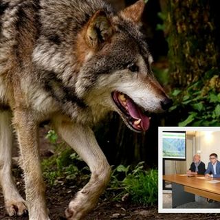 Val Grande, parte il monitoraggio dei lupi VIDEO