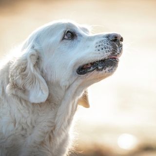 Displasia dell'anca nel cane: Come riconoscerla e affrontarla?