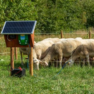 Recinzione elettrica e pascolo sostenibile: come proteggere animali e biodiversità