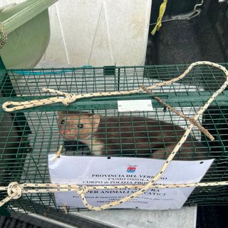 Catturata la faina dell'ospedale