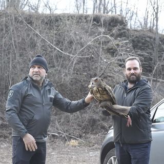 Genestredo, gufo reale liberato dal presidente della Provincia