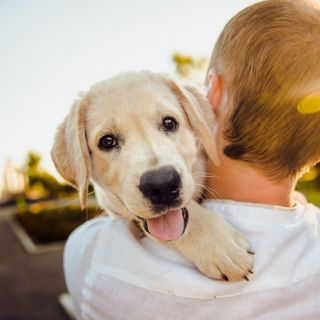 Pet Therapy, primo confronto tra le Regione e le associazioni
