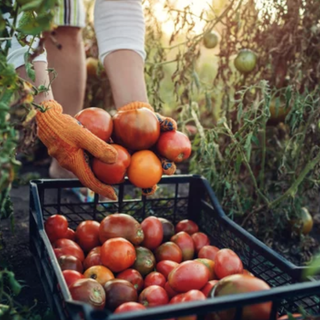 Psr Piemonte, prorogata la scadenza del bando per i giovani agricoltori