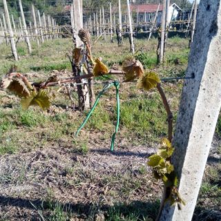 Il sollievo di Coldiretti: "Riconosciuto lo stato di calamità per le gelate dello scorso aprile"