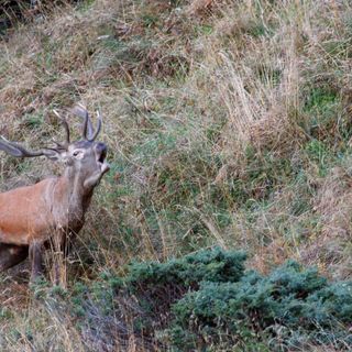 Cervi: tanti incidenti e troppi danni. La Provincia farà delle richieste alla Regione