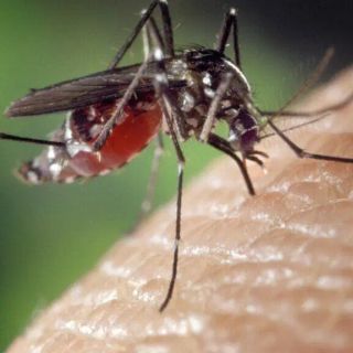 Disinfestazione zanzare case di cura