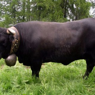 Vallese, automobilista contro una mandria uccide 7 animali: condannato