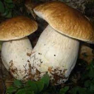 Periodo di funghi, aperto il servizio Micologico dell'Asl