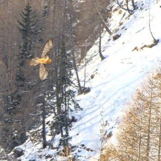Aree protette, aumentano gli avvistamenti del gipeto