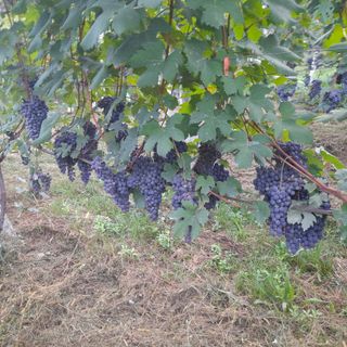 Inizia la vendemmia delle uve ossolane