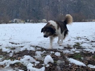 Come proteggere gli animali domestici di razza dal freddo