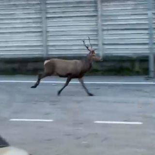 Cervo avvistato in zona Nosere VIDEO