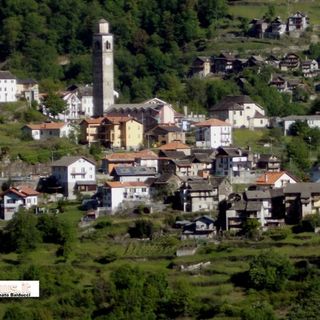 Capriolo sbranato in paese a Montescheno