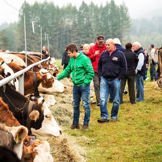 Santa Maria Maggiore ospita la 43esima Mostra Bovina