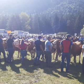 In tanti alla Mostra bovina di Santa Maria FOTO