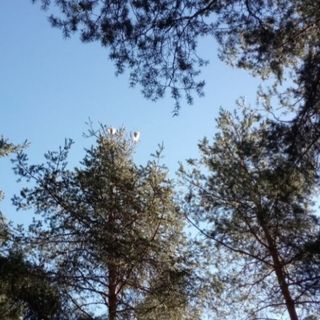 Si spara alla processionaria in Valle Vigezzo