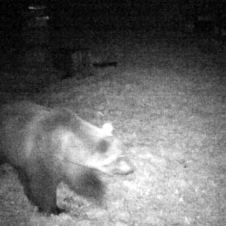 Orso a Trontano, il comitato allevatori Vco: &quot;Preoccupati per l futuro dei nostri alpeggi&quot;