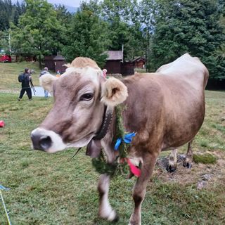 “La Scargàa di alp”: domenica 7 settembre la tradizionale discesa del bestiame
