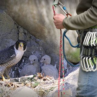 Nido di falco pellegrino al Sasso Bianco: divieto di arrampicata e accesso