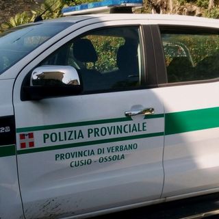 Auto di una guardia giurata investe branco di mufloni a Gravellona