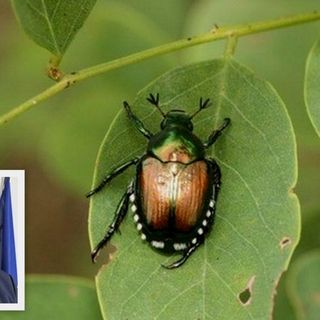 Popilia Japonica, Bongioanni: &quot;Bando da 2 milioni di euro per salvare con reti e protezioni la produzione florovivaicola&quot;