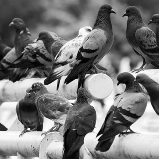 Allontanare dai balconi i piccioni Roma