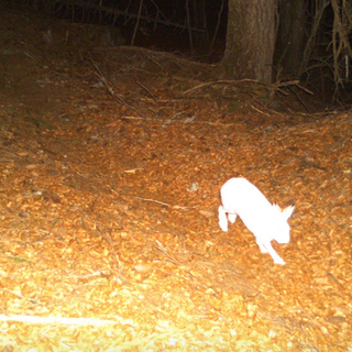 Parchi ossolani, una fototrappola “cattura” una rara lepre bianca