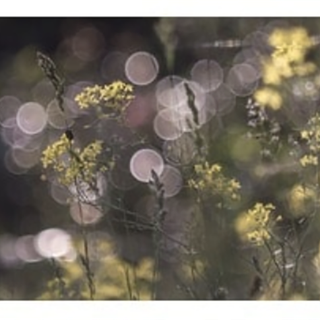 Alla Cinefoto le fotografie di Massimo Stringara