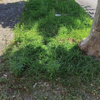 “Scarsa cura del verde nelle zone centrali di Premosello”