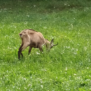Un piccolo camoscio “ospite fisso” dei prati intorno a Cosasca
