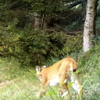 Ricompare la lince nel Vco VIDEO
