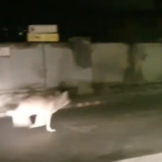 Ancora un lupo ripreso mentre corre per le strade di Santa Maria Maggiore VIDEO