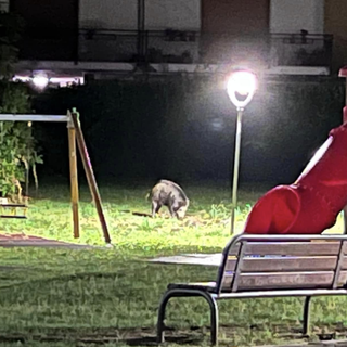 Cinghiali al parco giochi di via Scapaccino FOTO