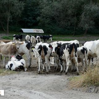''Prima dell'allargamento c'erano altre priorità per il Parco Val Grande''